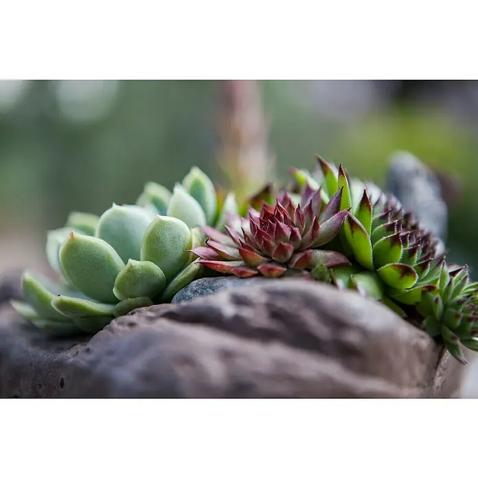 Piardino Hauswurz - Sempervivum in Sorten, Topfgröße: 9 cm, Grün/Braun/Rot - Nahaufnahme von verschiedenen Sukkulenten, die in einem rustikalen Steingefäß gepflanzt sind, mit weichem, verschwommenem Hintergrund.