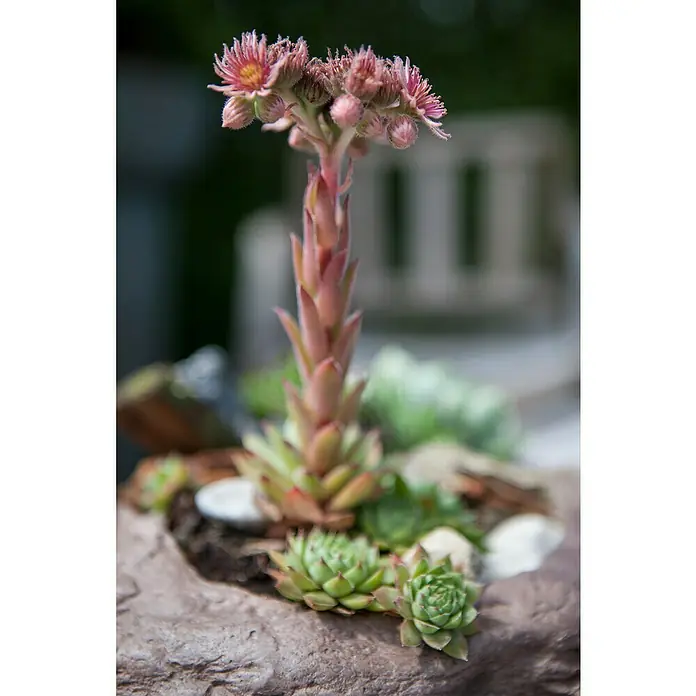 Piardino Hauswurz - Sempervivum 'Chicken Charms', Topfgröße: 21 cm, Grün, Rot - Nahaufnahme einer blühenden Hauswurz-Pflanze in einem Steingarten, die ihre zarten rosa Blüten präsentiert.