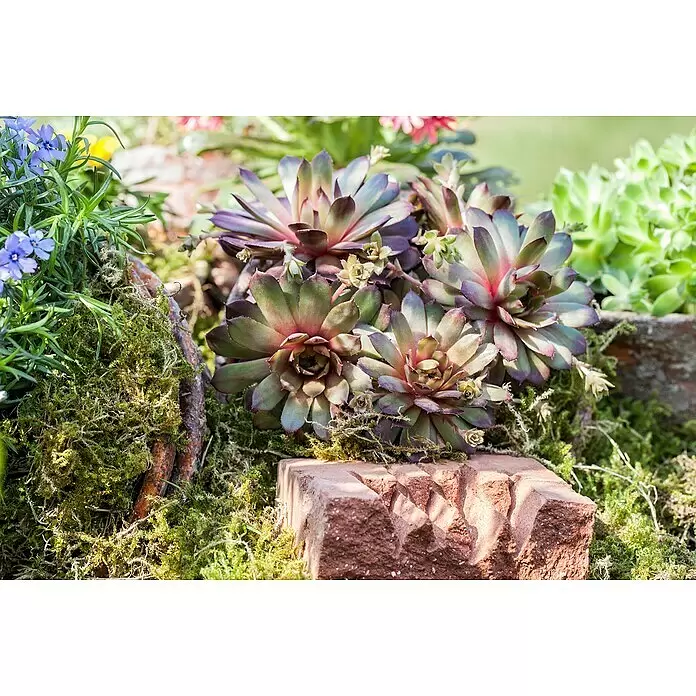Piardino Hauswurz - Sempervivum in Sorten, Topfgröße: 9 cm, Grün/Braun/Rot - Stimmungsaufnahme