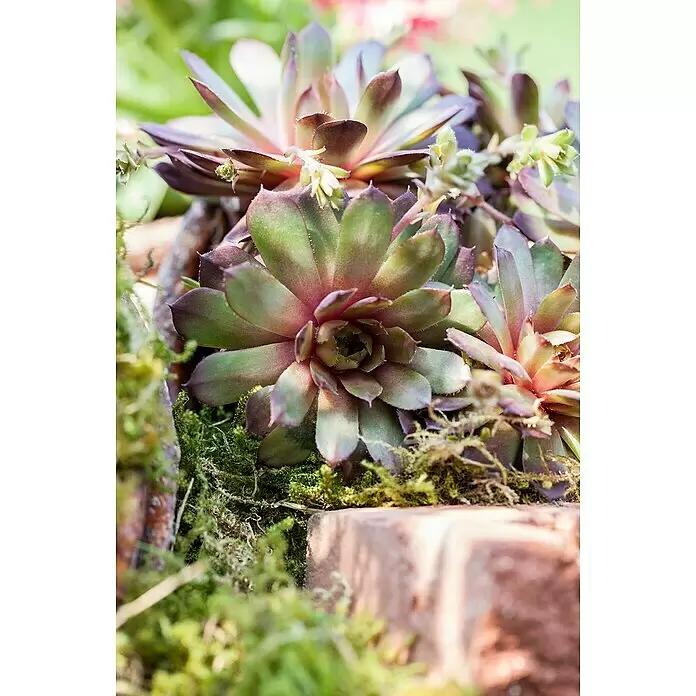 Piardino Hauswurz - Sempervivum 'Chicken Charms', Topfgröße: 21 cm, Grün, Rot - Stimmungsaufnahme