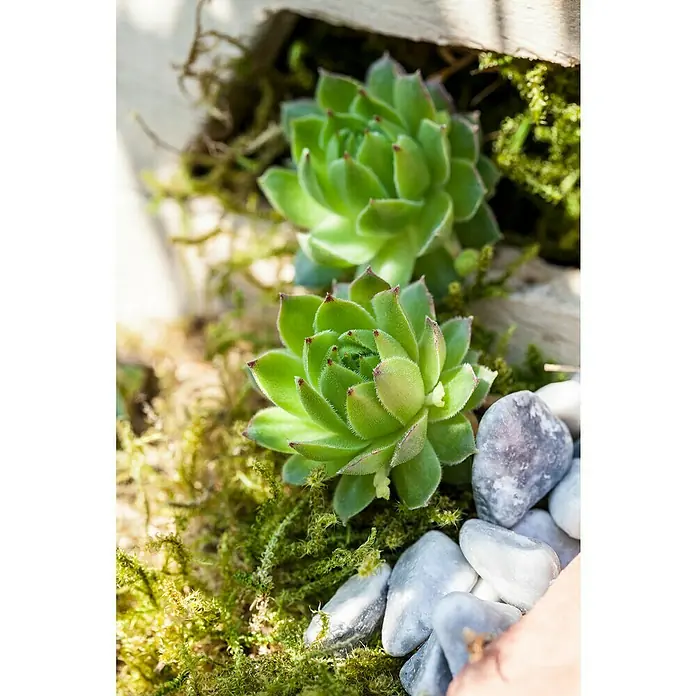 Piardino HauswurzSempervivum 'Chicken Charms', Topfgröße: 21 cm, Grün, Rot - Detailaufnahme von zwei lebhaften Hauswurz-Sukkulenten, eingebettet in Moos und Kieselsteine, die die natürliche Schönheit der Sukkulenten hervorheben.