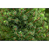 Picea glauca 15 Conica Topf Wachs