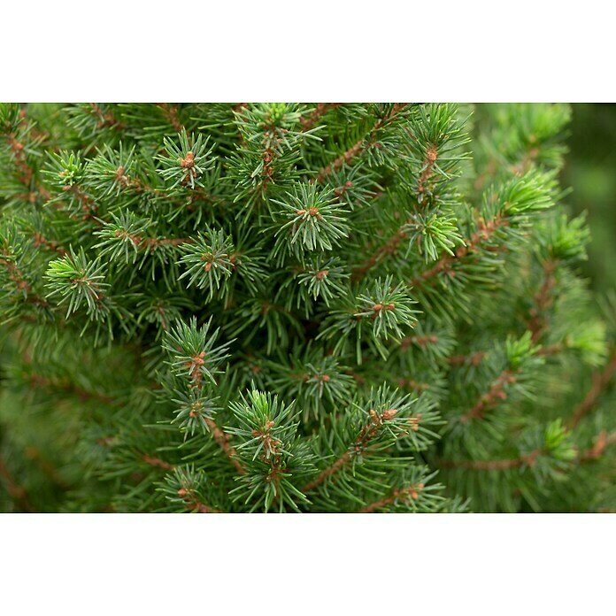 Piardino Zuckerhut-FichtePicea glauca 'Conica', Topfgröße: 9 cm Mood Shot