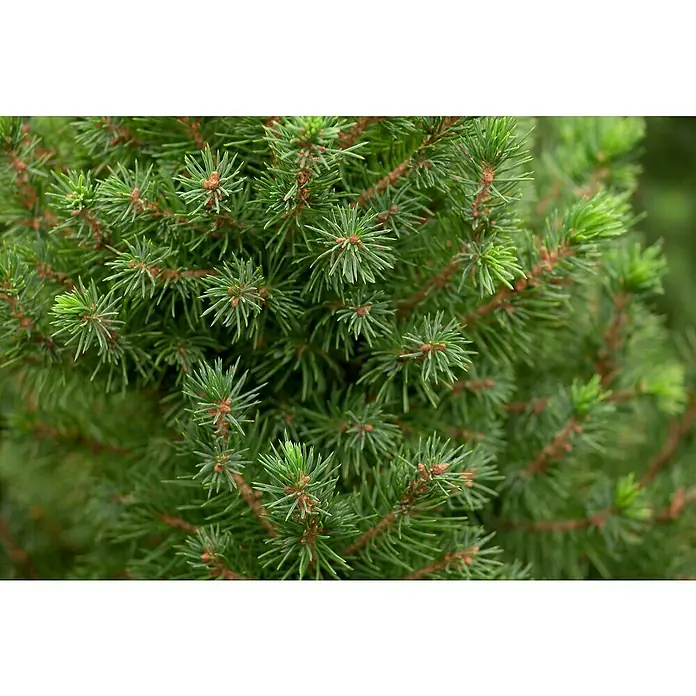 Piardino Garten-Arrangement mit Deko und Lichtern - Zuckerhutfichte, Bot. Picea conica, 3 l - Nahaufnahme von dichten, grünen Zweigen einer Zwerg-Fichte, die eine buschige und kompakte Form zeigen.