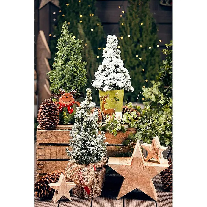 Piardino Zuckerhut-Fichte - Picea conica, Topfgröße: 19 cm - Dekorative Weihnachtsbaum-Arrangements mit Tannenzapfen und Holzsternen für festliche Stimmung im Innen- und Außenbereich.
