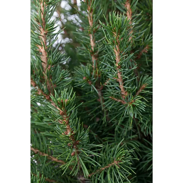 Piardino Zuckerhut-Fichte - Picea conica, Topfgröße: 19 cm - Nahaufnahme eines detailreichen Fichtenzweigs mit frischen, grünen Nadeln und markanten braunen Ästen, ideal für winterliche Dekorationen.