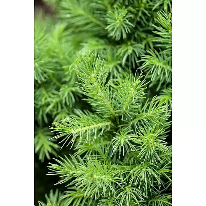 Piardino Zuckerhut-Fichte Conica - Picea glauca 'Conica', Topfgröße: 19 cm - Leuchtend grünes Nadelgehölz mit glitzernden Wassertropfen, das natürliche Frische zeigt.