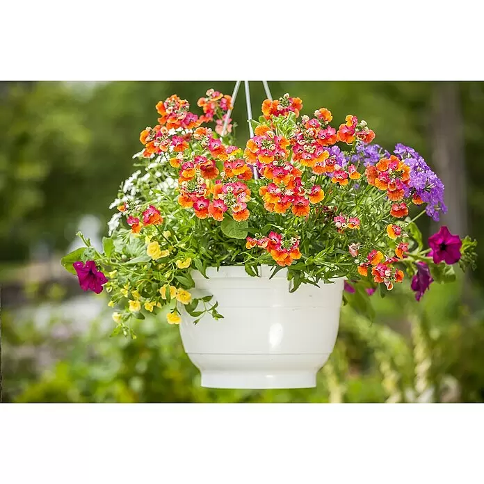 Piardino Blumenampel Balkonpflanzen - Verschiedene Arten und Sorten - Stimmungsaufnahme