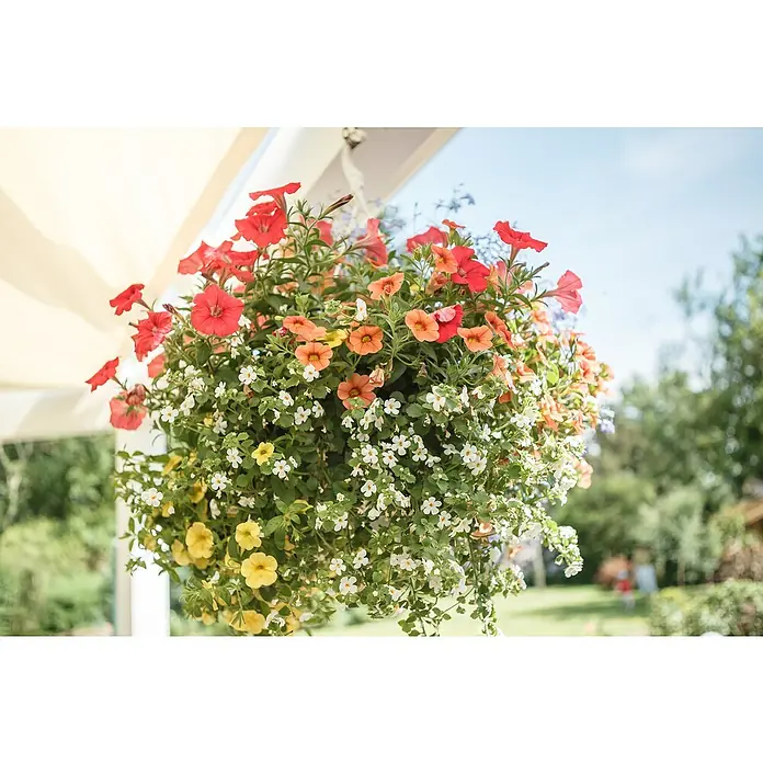 Piardino Blumenampel Balkonpflanzen - Verschiedene Arten und Sorten - Üppiger Blumenampel mit roten, orangefarbenen, gelben und weißen Blüten, die eine lebendige Farbkombination bietet und einen Hauch von Natur bringt.