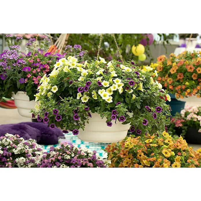 Piardino Blumenampel Balkonpflanzen - Verschiedene Arten und Sorten - Ein üppiger Blumenkorb mit gelben und violetten Blüten hängt an einer goldenen Kette und sorgt für eine farbenfrohe Atmosphäre im Garten.