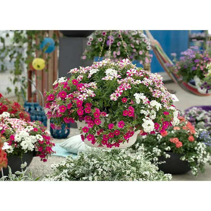 Piardino Garten-Arrangement BeetampelTopfgröße: 30 cm, Blütenfarbe: Bunt - Hängeampel mit farbenfrohen Petunien. Eine Mischung aus rosa, weißen und gestreiften Blüten sorgt für einen attraktiven Blickfang im Garten.