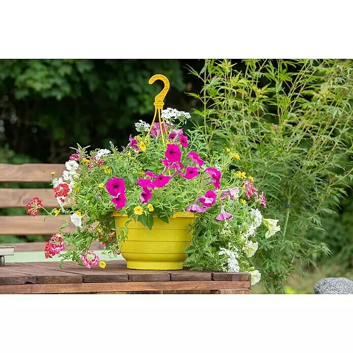 Piardino Blumenampel Balkonpflanzen - Verschiedene Arten und Sorten - Stimmungsaufnahme