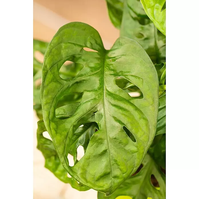 Piardino Fensterblatt Monkey Leaf - Monstera obliqua 'Monkey Leaf',  Topfgre: 16 cm online kaufen bei BAUHAUS