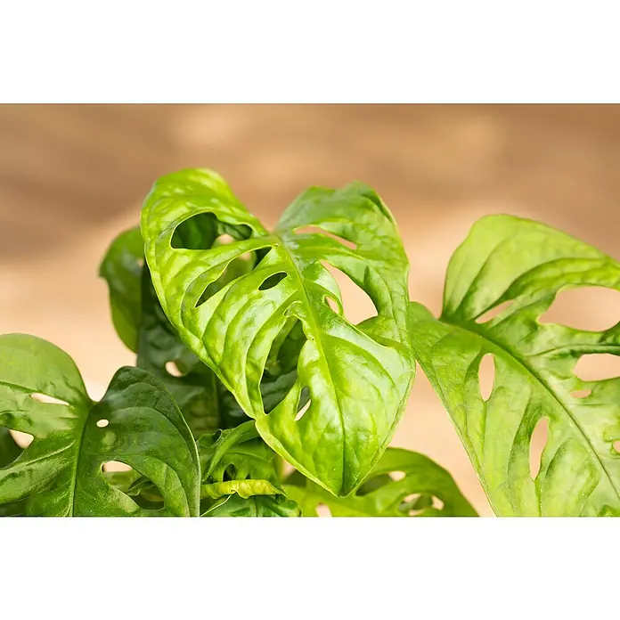 philodendron plowmanii vs mamei Philodendron Plowmanii var. Citrus – Plantamani Plants main image 0