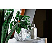 Piardino Fensterblatt Monkey Leaf (Monstera obliqua 'Monkey Leaf', Topfgröße: 16 cm) | BAUHAUS