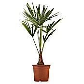 Hanfpalme (Trachycarpus fortunei, Topfgröße: 30 cm) | BAUHAUS