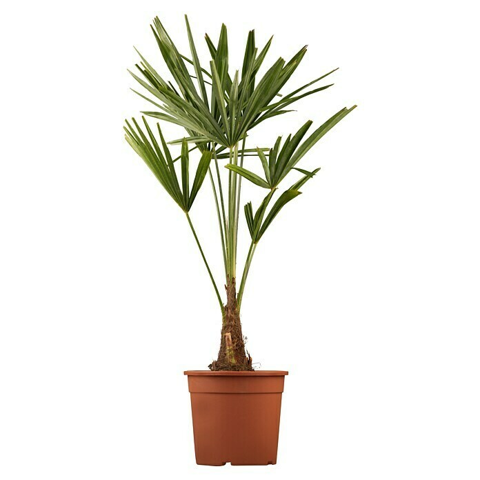 HanfpalmeTrachycarpus fortunei, Topfgröße: 30 cm Front View