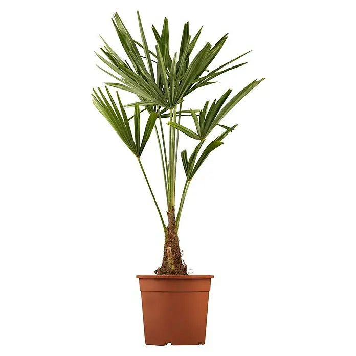 Hanfpalme - Trachycarpus fortunei, Topfgröße: 30 cm - Die Zwergpalme in einem Terrakotta-Topf ist eine dekorative Zimmerpflanze, die mit ihren grünen Fächerblättern mediterranes Flair versprüht.