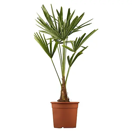 Hanfpalme