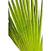 Hanfpalme (Trachycarpus fortunei, Topfgröße: 30 cm) | BAUHAUS