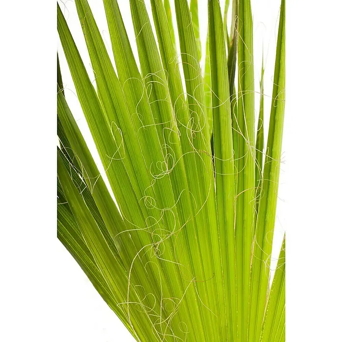 Hanfpalme - Trachycarpus fortunei, Topfgröße: 30 cm - Nahaufnahme von hellgrünen Palmenblättern mit zarten, gewundenen Fasern, die eine tropische und natürliche Textur zeigen.