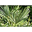 Hanfpalme (Trachycarpus fortunei, Topfgröße: 30 cm) | BAUHAUS