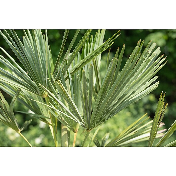 Hanfpalme (Trachycarpus fortunei, Topfgröße: 30 cm) | BAUHAUS