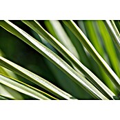 Hanfpalme (Trachycarpus fortunei, Topfgröße: 30 cm) | BAUHAUS