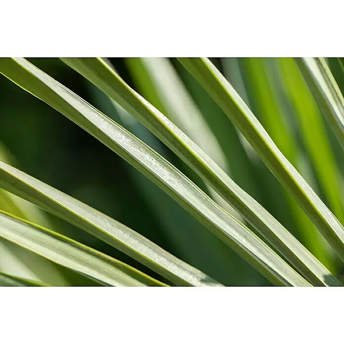 Hanfpalme - Trachycarpus fortunei, Topfgröße: 30 cm - Nahaufnahme von lebendigen grünen Palmblättern, die natürliche Textur und ein abstraktes lineares Muster zeigen.