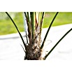Hanfpalme (Trachycarpus fortunei, Topfgröße: 30 cm) | BAUHAUS