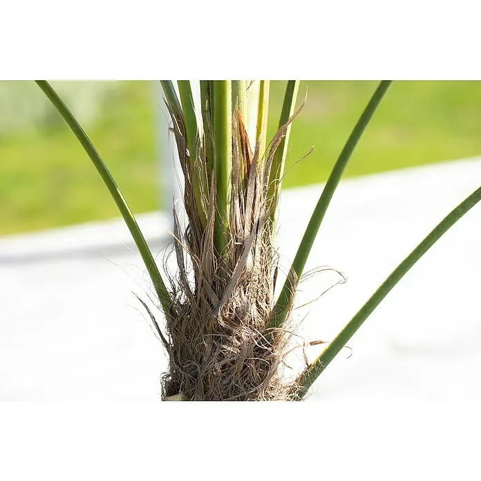 Hanfpalme - Trachycarpus fortunei, Topfgröße: 30 cm - Nahaufnahme einer Palmenpflanze, die die Textur des Stammes und die grünen, strahlenden Blätter hervorhebt.