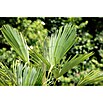 Hanfpalme (Trachycarpus fortunei, Topfgröße: 30 cm) | BAUHAUS