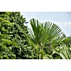 Hanfpalme (Trachycarpus fortunei, Topfgröße: 30 cm) | BAUHAUS
