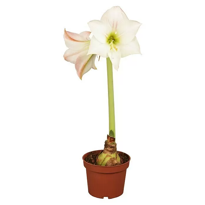 Piardino Amaryllis - Hippeastrum in Sorten, Topfgröße: 10 cm, Rosa/Rot/Weiß - Blühende weiße Amaryllis-Blume mit rosa Akzenten und grünem Stiel im braunen Topf.