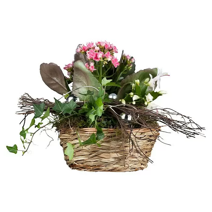 Piardino Efeu - Hedera helix - Ein festliches Blumenarrangement in einem geflochtenen Korb, mit pinker Kalanchoe, weißem Weihnachtskaktus, Efeu, Moos und silbernen Kugeln.