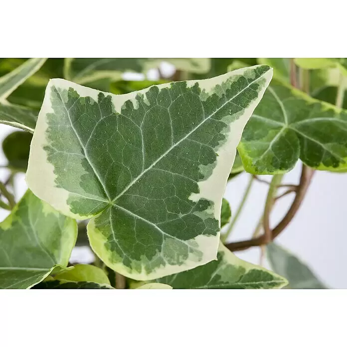 Piardino Efeu - Hedera helix - Bunt gemasertes Efeublatt in Grün und Weiß mit sichtbaren Adern und feinen Härchen.