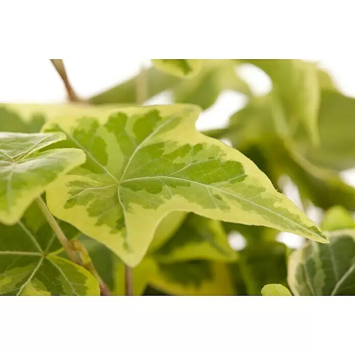 Piardino Efeu - Hedera helix - Buntes Efeublatt mit grünen und gelben Mustern.