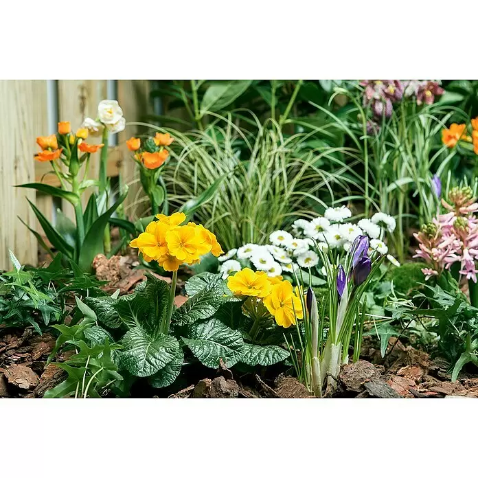 Piardino Primel Set - Primula acaulis, 10 Stk., verschieden - Ein farbenfrohes Frühlingsblumenarrangement mit gelben Primeln, violetten Krokussen, weißen Gänseblümchen und orangefarbenen Blumen im Garten.
