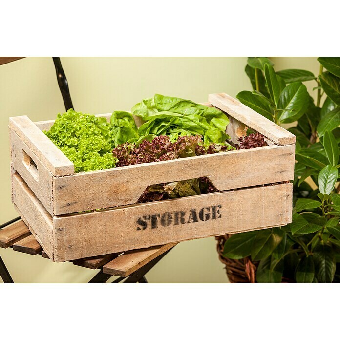 Lactuca sativa LolloBionda 14 Lollo Bio