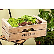 Lactuca sativa LolloBionda 14 Lollo Bio