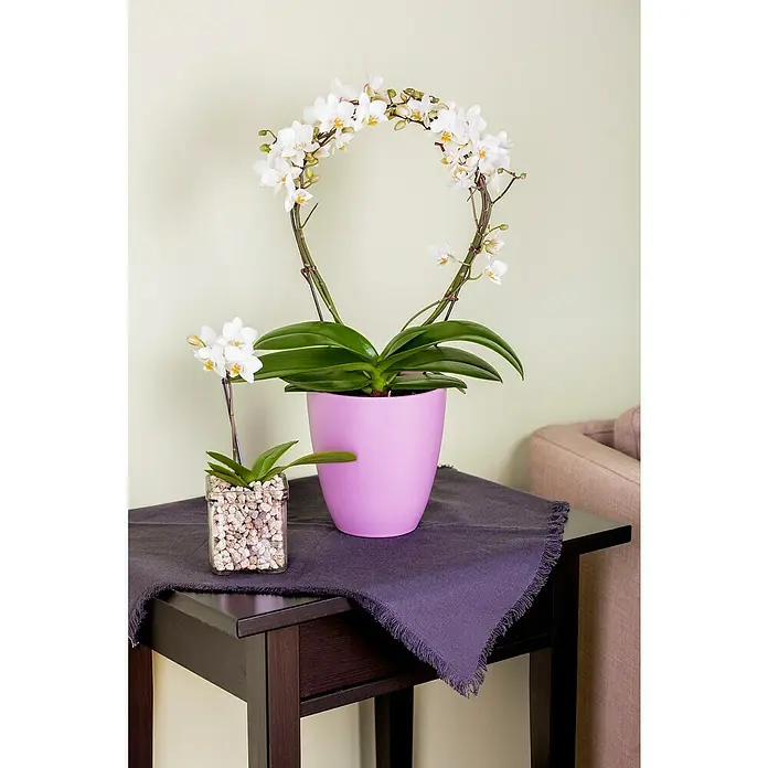 Piardino Orquídea mariposa 2 tallos - Phalaenopsis, Tamaño de maceta: 12 cm, Rosa/Blanco/Amarillo claro/Rojo oscuro/Rosa, En posición vertical - Elegantes orquídeas blancas, una en una maceta morada y otra en vidrio, adornan una mesa oscura con un paño gris.