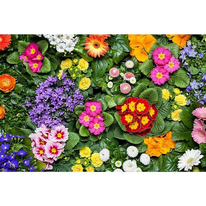 Piardino Primel Set - Primula acaulis, 10 Stk., verschieden - Farbenfrohe Blumenvielfalt im Garten.