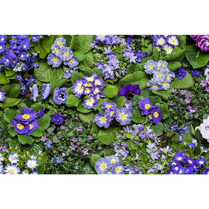 Piardino Primel Set - Primula acaulis, 10 Stk., verschieden - Nahaufnahme einer Vielzahl von blauen und violetten Frühlingsblumen, die eine lebendige und farbenfrohe Szene erzeugen.