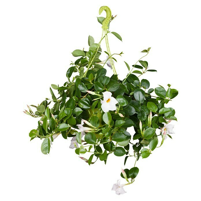 Dipladenia Sundaville Ampel 25