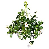 Dipladenia Sundaville Ampel 25