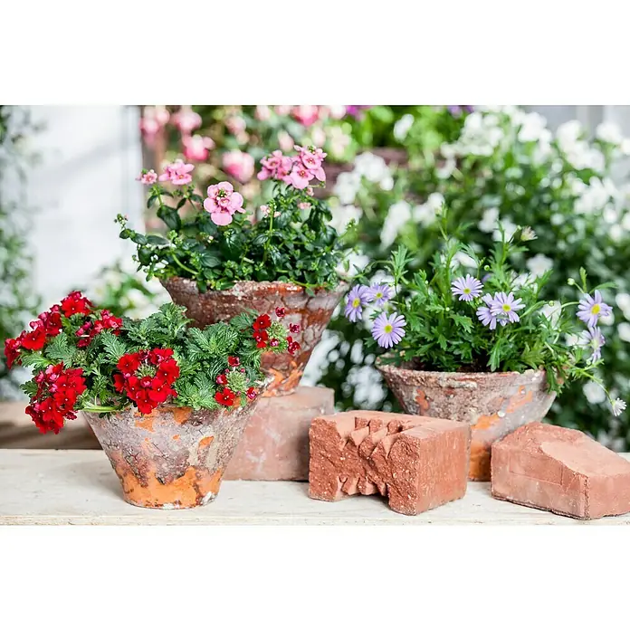 Piardino Staude Elfenspiegel - Nemesia hybrida, Topfgröße: 13 cm, Blütenfarbe: Verschiedene Farben - Blumenarrangements in Terrakottatöpfen mit roten, rosa und lila Blüten, die auf Backsteinen präsentiert werden, bringen einen Hauch von rustikalem Charme.