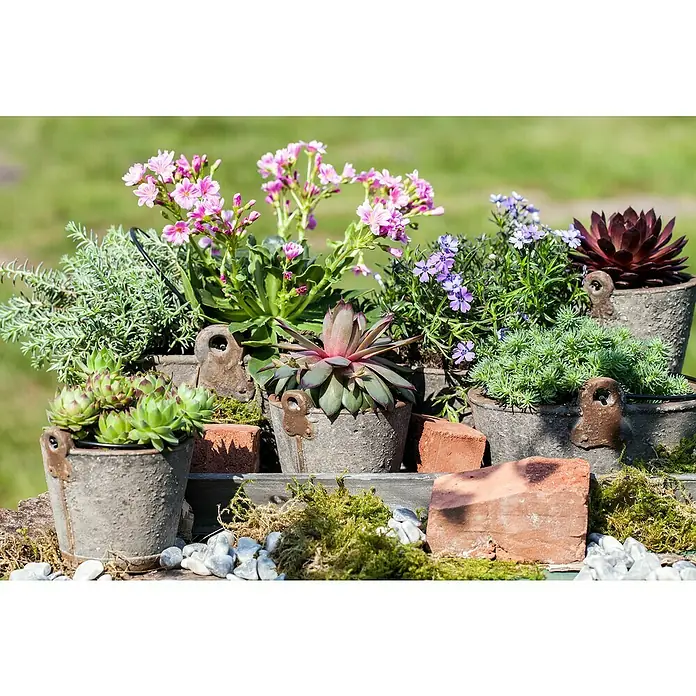 Piardino HauswurzSempervivum 'Chicken Charms', Topfgröße: 21 cm, Grün, Rot - Eine rustikale Anordnung von Sukkulenten und Blumen in Zinktöpfen, arrangiert mit Ziegelsteinen und Moos für einen natürlichen Charme.
