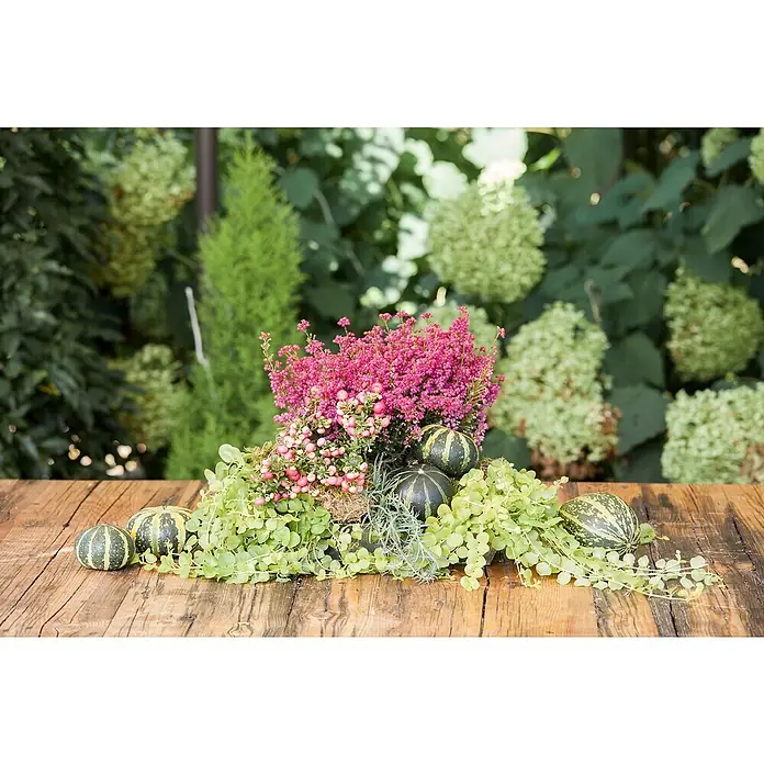 Piardino ScheinbeereGaultheria mucronata - Herbstliches Arrangement mit rosa Heidekraut, Zierkürbissen und grünen Ranken auf rustikalem Holztisch vor natürlichem Gartenhintergrund.