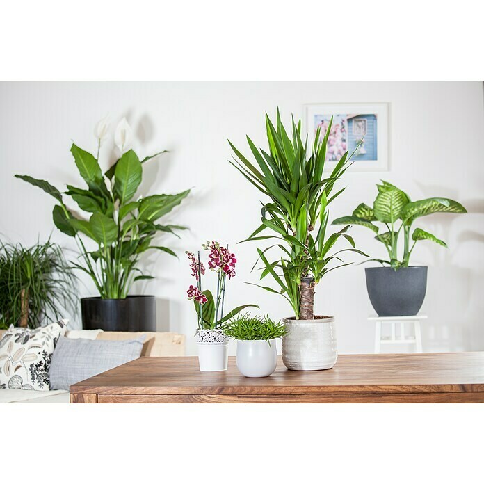 Yucca elephantipes 24