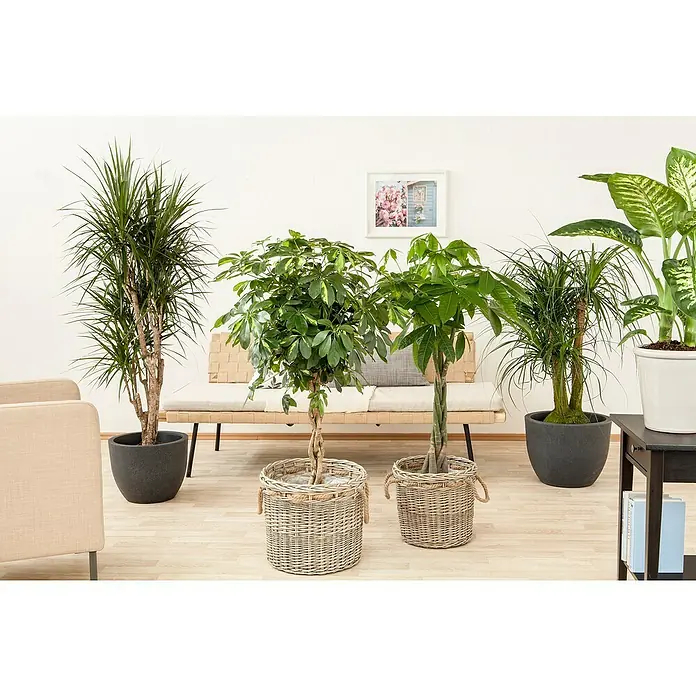 Piardino Pachira - Pachira aquatica, Tamaño de maceta: 27 cm - Arreglo de plantas de interior con drácena, árbol del dinero y zamioculca en macetas elegantes, creando un ambiente natural.